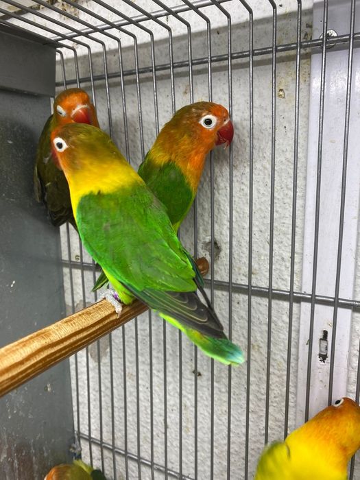 Agapones Fischer e Personatas