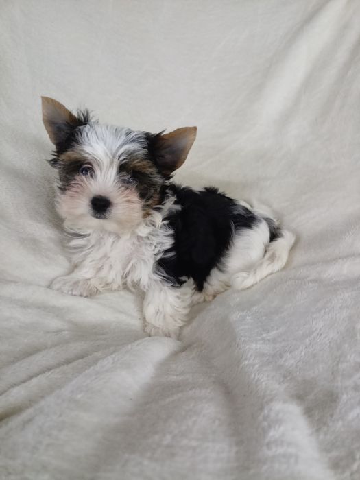 Бівер Йорк цуценята