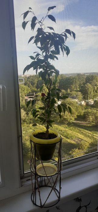 Фикусы разных размеров