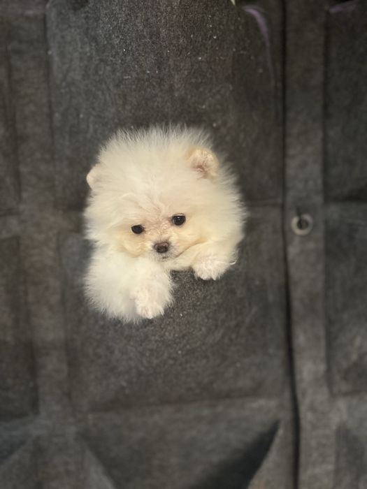 Міні   хлопчик померанський шпіц колір білий оптик