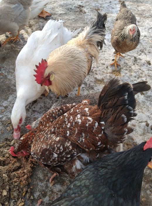 Інкубаційне яйце