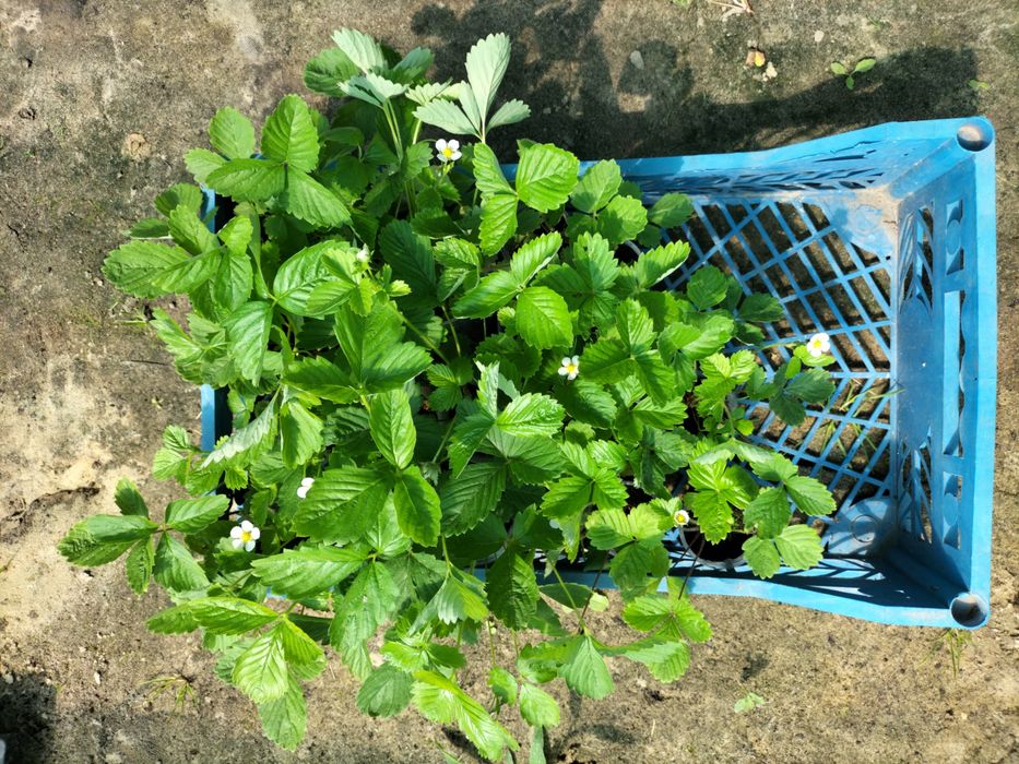 Розпродаж Суниця кущова альпійська Регіна Алі баба безвуса ремонтна земляника