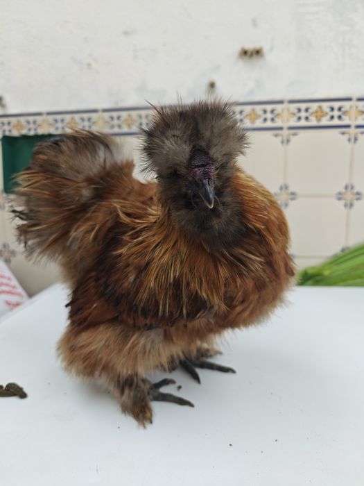 Galos sedosa do Japão