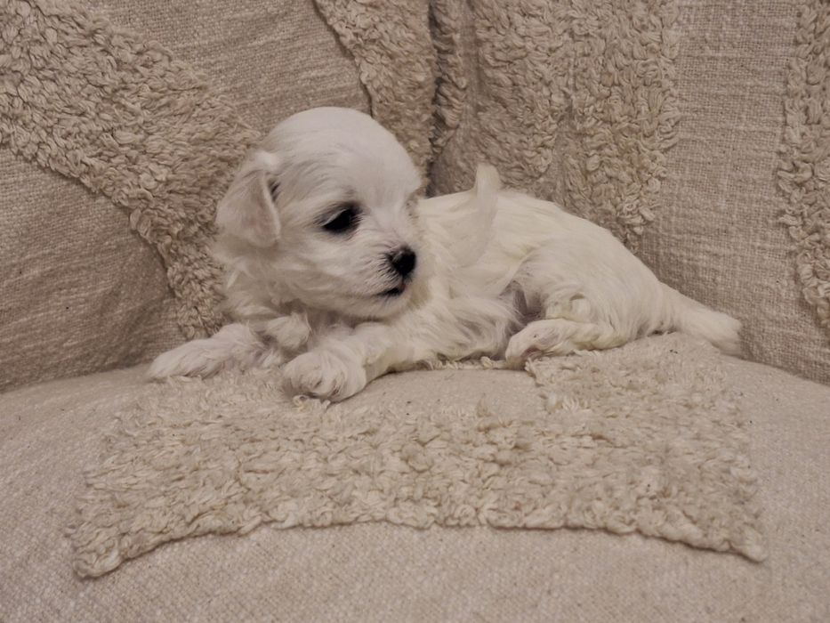 ***REZERWACJA*** Szczeniak Maltańczyk urodzony 14.01.2026