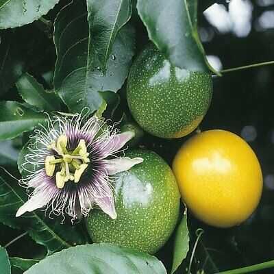 10 sementes de Maracujá Amarelo - Passiflora edulis flavicarpa