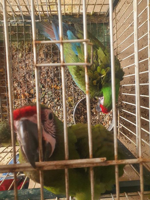 Araras Militar M e F