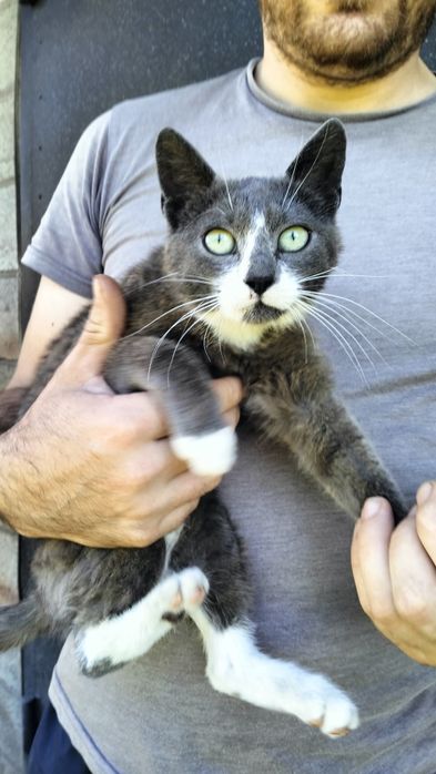 Стерилізована кішечка мріє про дім