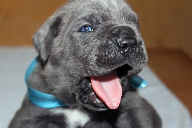 Джолли дівчинка шукає дбайливих господарів