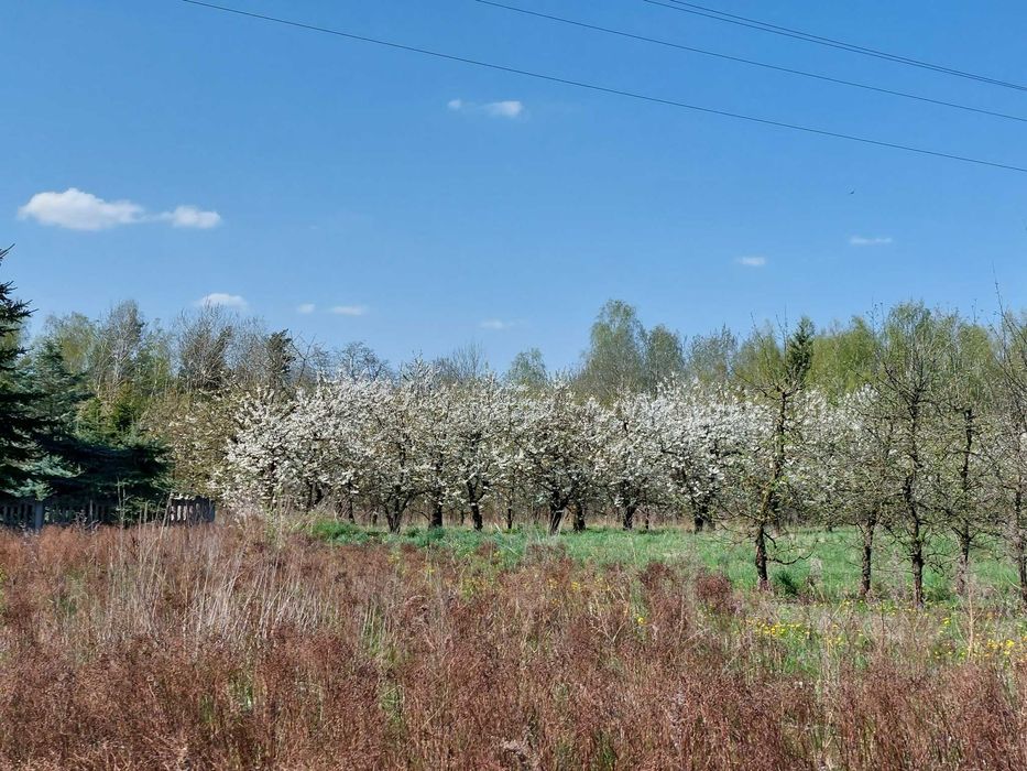 Sprzedam działkę siedliskową ze starym sadem 18 439 m² (ok2ha). Gmina Mszczonów, 55 km od Warszawy – 1 h drogi - Widok 3