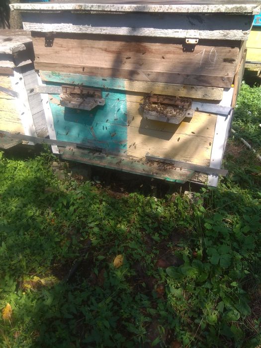 Продам пасіку 30 вуликів