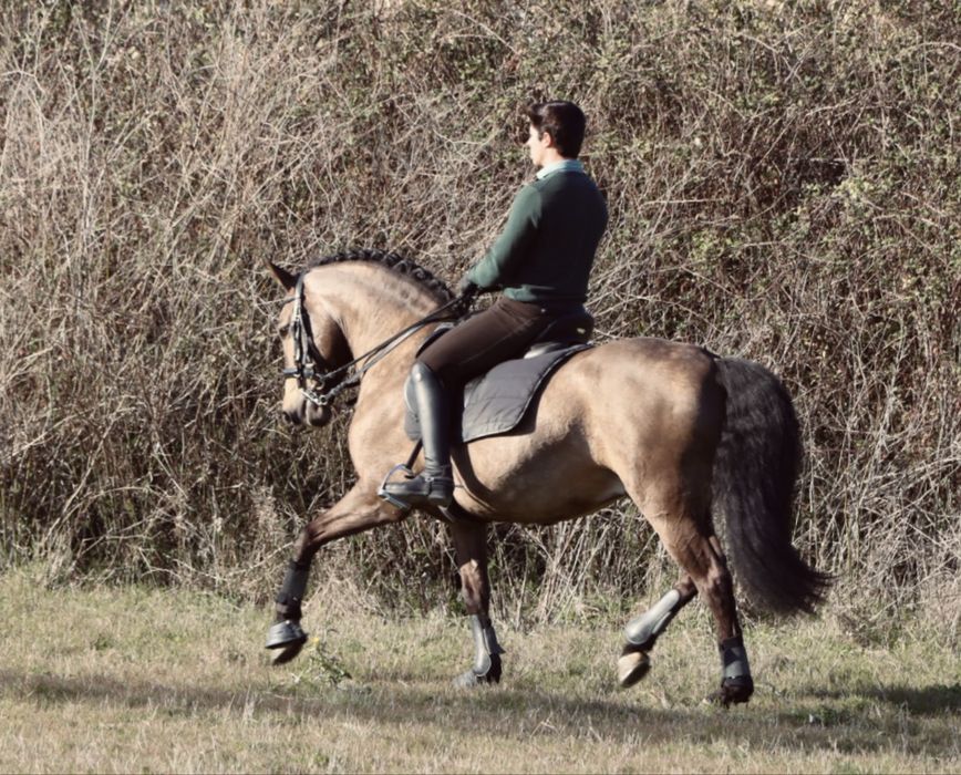 Cavalo cruzado lusitano