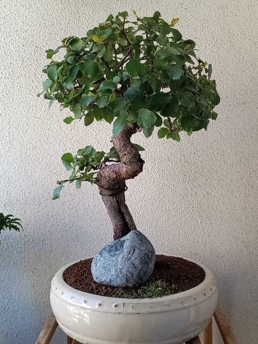 Bonsai Quercus suber