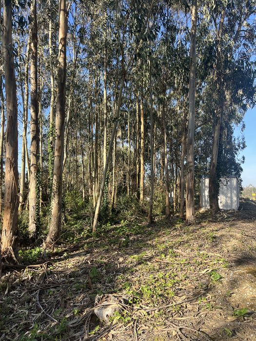 **NOVO PREÇO** Terreno com contentor Famalicão/Nazaré