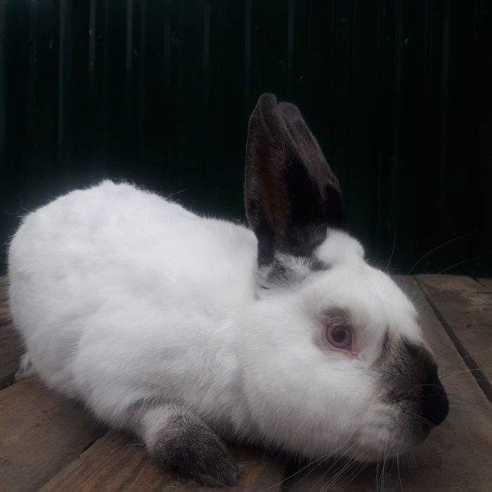Продаж кроликів породи каліфорнійська.