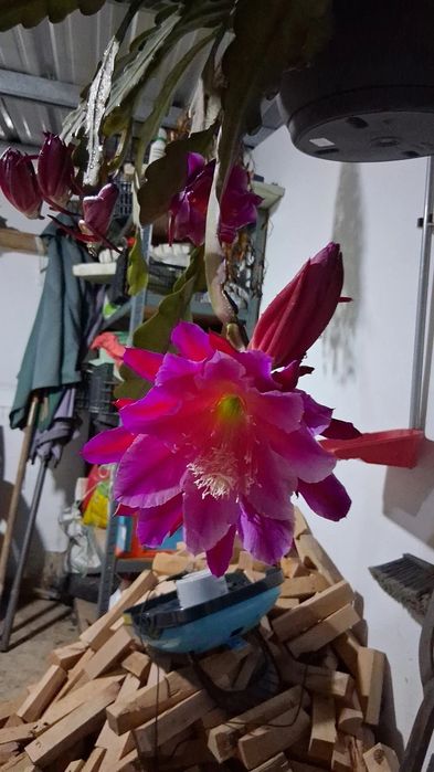 cacto epiphyllum