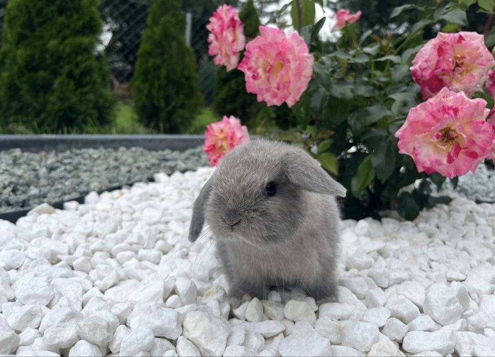 Karzełek Baranek/Mini Lop - Rodowód/Metryka Królik Króliki
