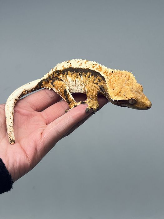 Gekon orzęsiony samica dorosła pinstripe