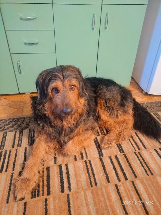 Kochany pies do adopcji