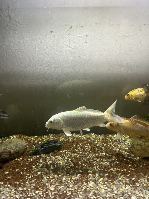 Lote de Carpas Koi