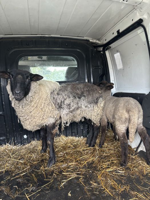 Owca z mloda jarka Rasa Miesna Suffolk  Transport