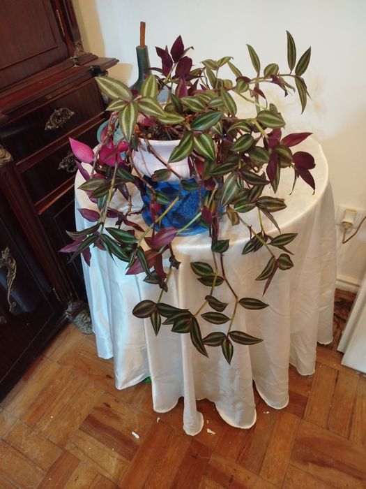 Planta Pendente Tradescantia Zebrina + Vaso de Porcelana Rosa NOVO