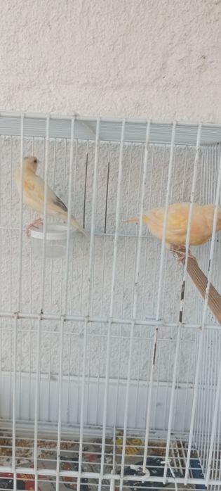 Casal de canários
