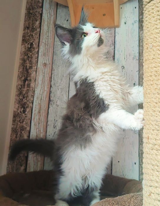 Rodowód FPL-Piękny dorodny Kocurek Maine Coon- dostępny w połowie lute