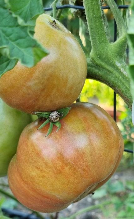 pomidor Mulatka nasiona kolekcjonerskie