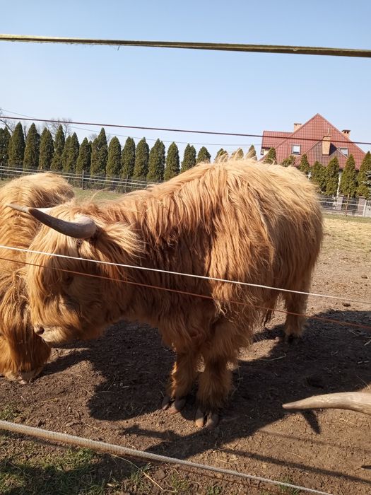 Bydło szkockie, rasa Highland