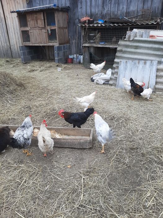 Sprzedam młode kogutki