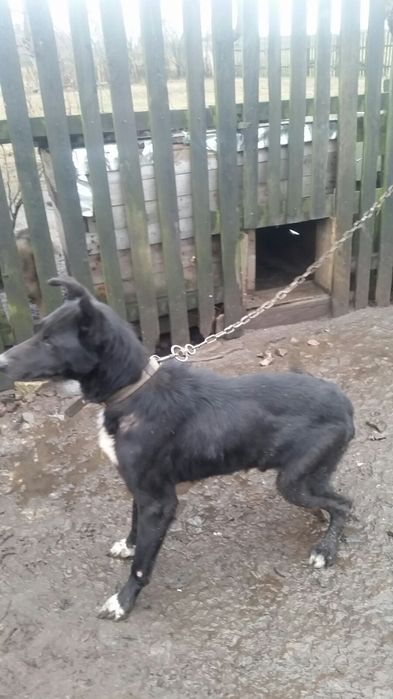 Хороший пес безкоштовно