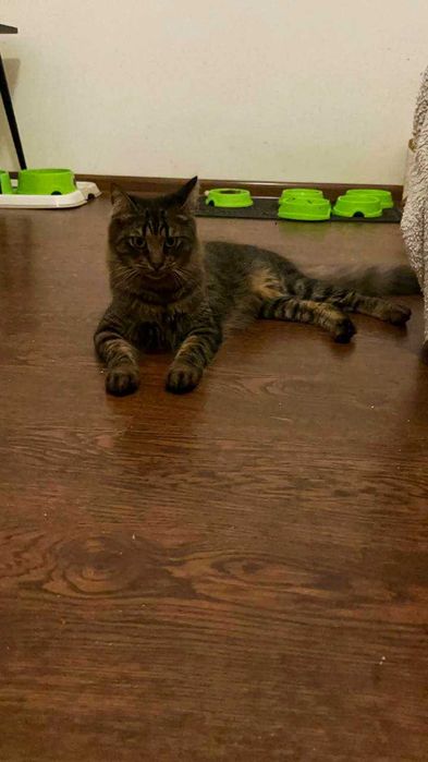 Купер шукає люблячу людину!