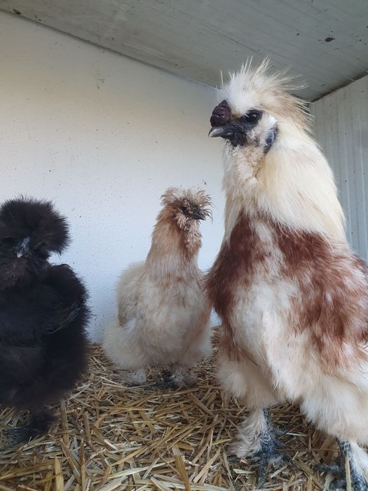 vendo ovos galados galinhas sedosas do Japão
