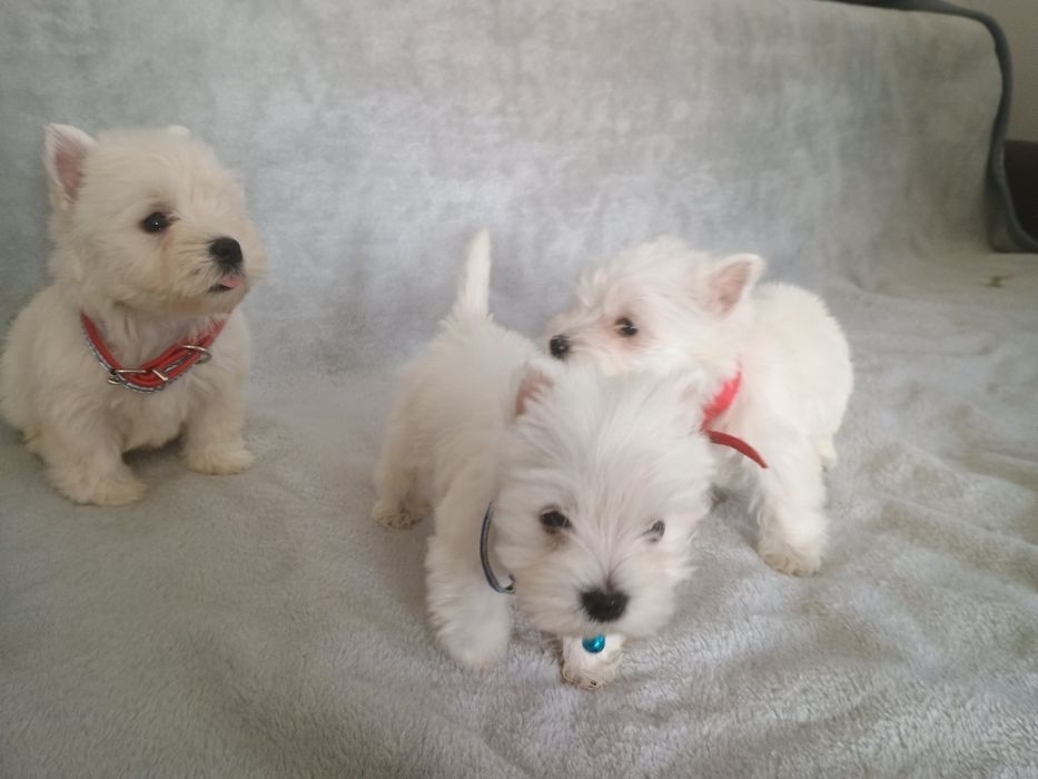 West highland white terrier