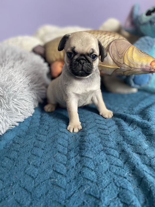Mops samiec śliczny beżowy