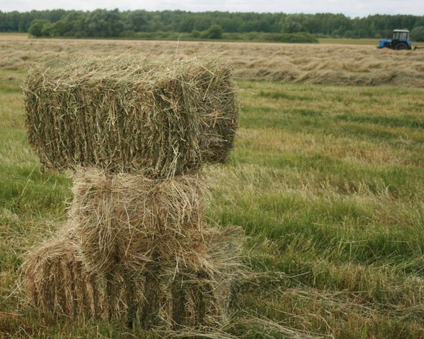 Прoдам сено луговое в тюках