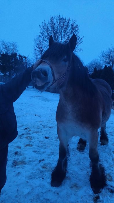 Sprzedam klacz PKZ 3.5 letnia