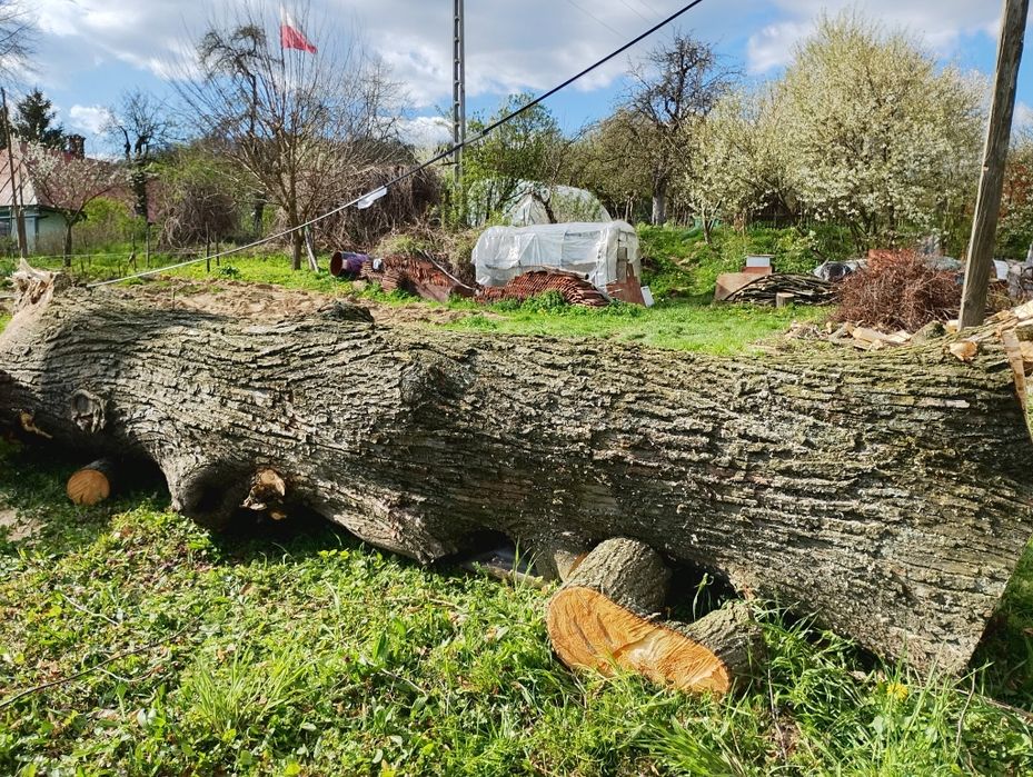 Lipa kłoda klocek deski Jedlicze, podkarpackie