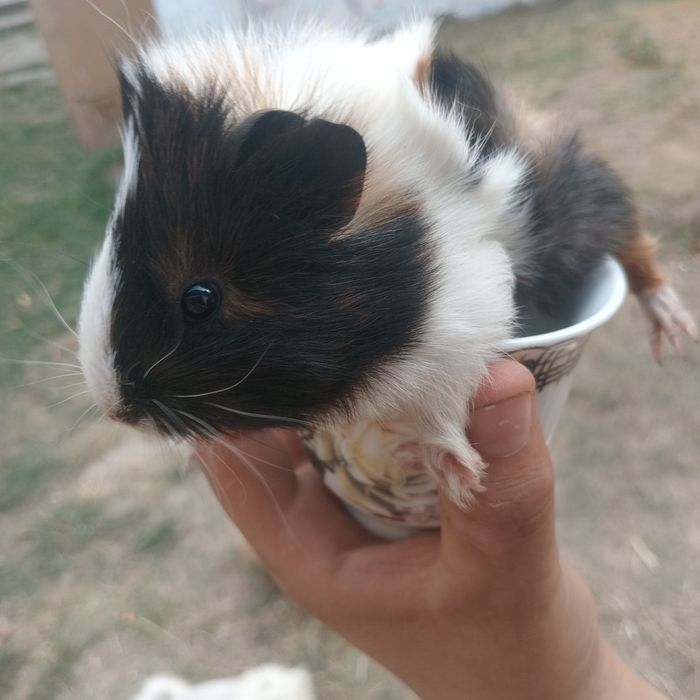 Морські свинки, розеточки, морская свинка