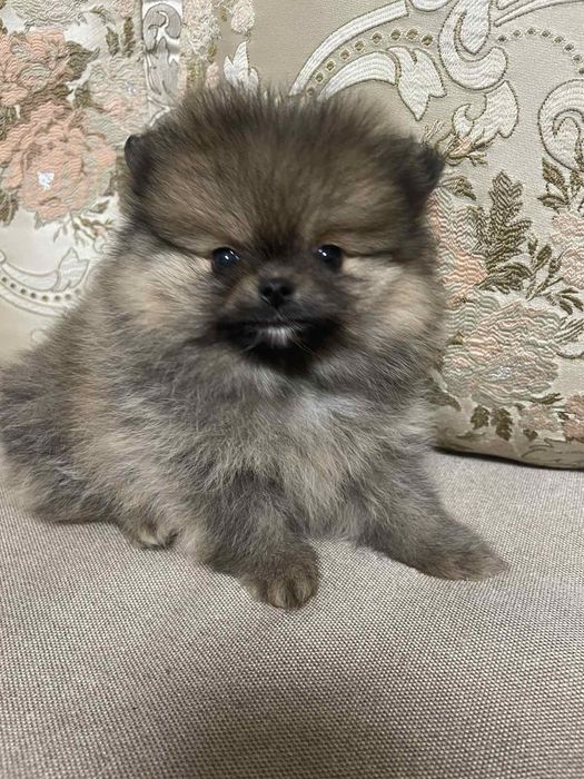 Померанський шпіц