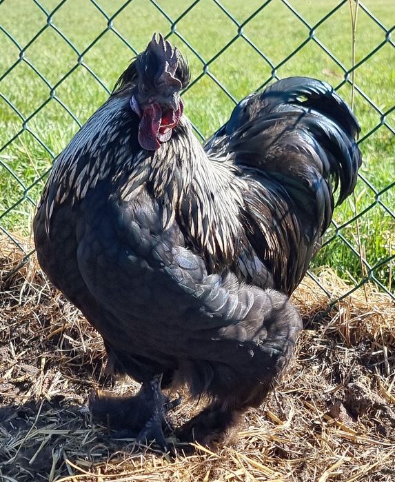 Młode koguty z 2025