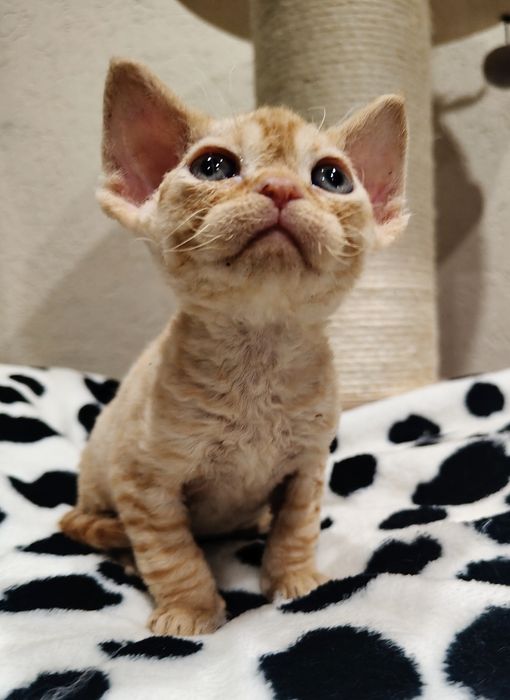 Devon rex kocurek