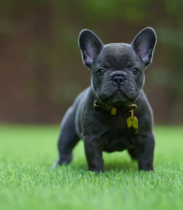 Блакитний хлопчик.