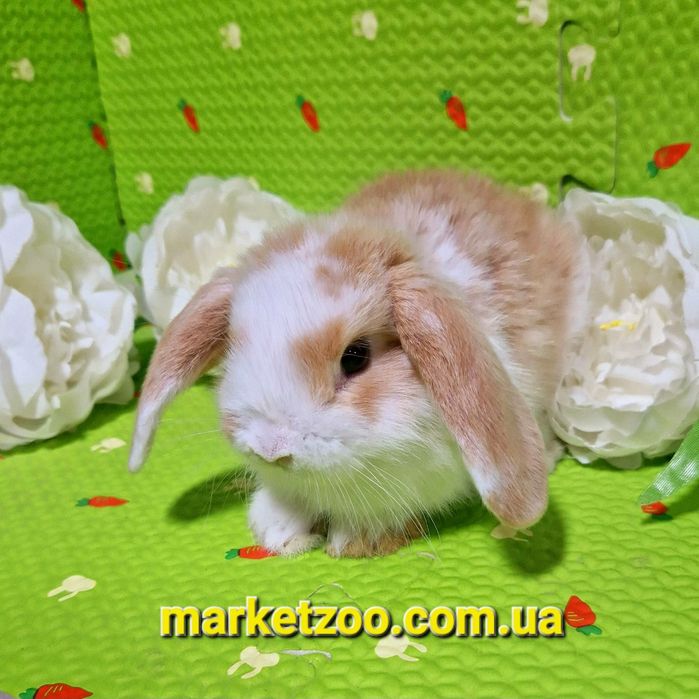 Мини міні mini lop вислоухий карликовый баранчик кролик кролики крольч
