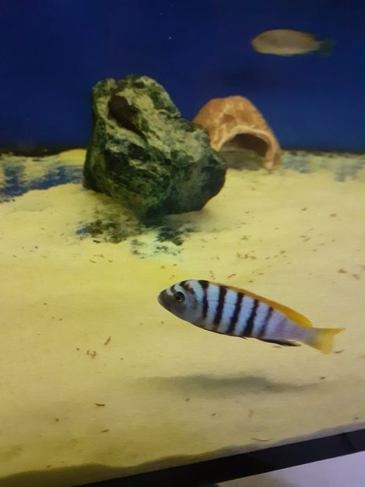 Cynotilapia afra jalo reef . Pyszczaki z Malawi