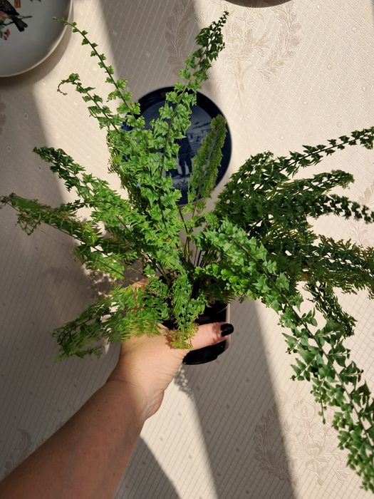 Папоротник кудрявый