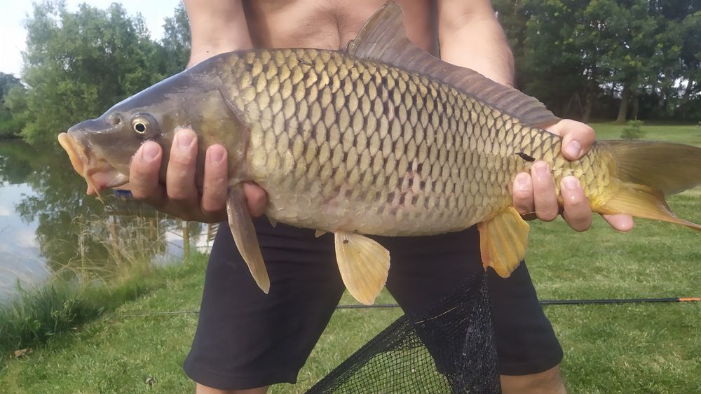Wynajmę domek dla 4-5 osób na leśej polanie