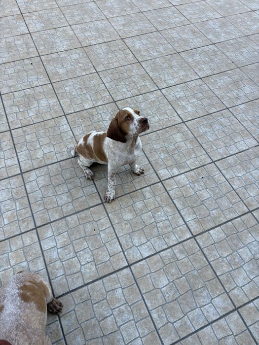 Cedo pachon navarro com 3 meses