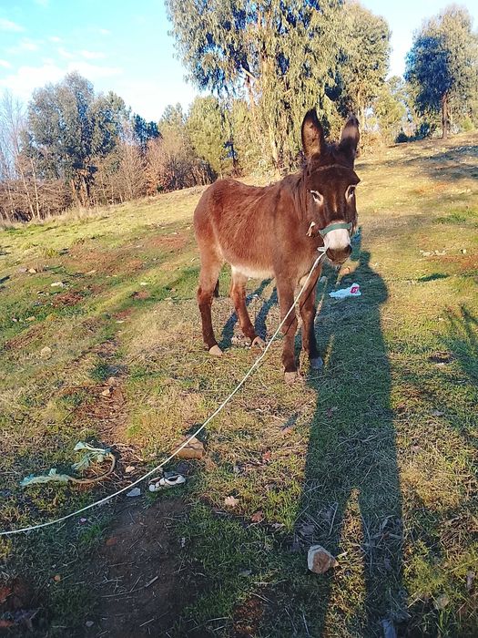 Burra montada engatada lavra sozinha