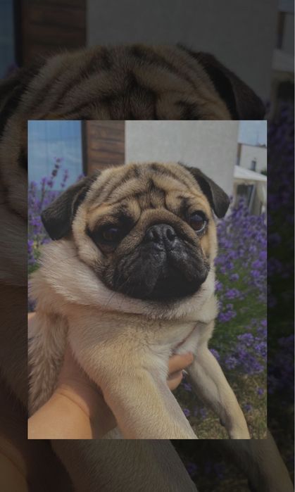 В’язка мопса!